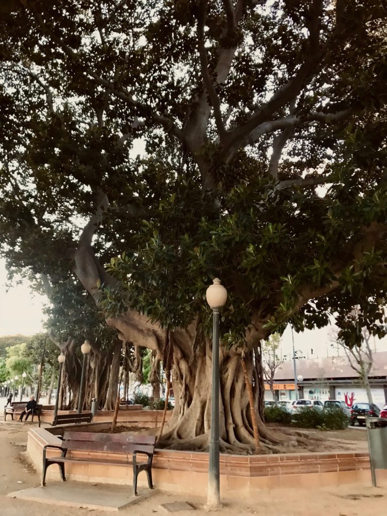 The Ficus trees in Alicante are centuries old, and add an ancient and majestic feeling to the city. They are extremely intricate trees, and a park full of them is an Ideal spot to visit. 