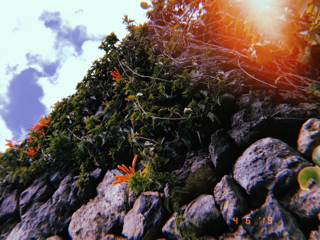 The beautiful orange flowers that grow everywhere in Tenerife