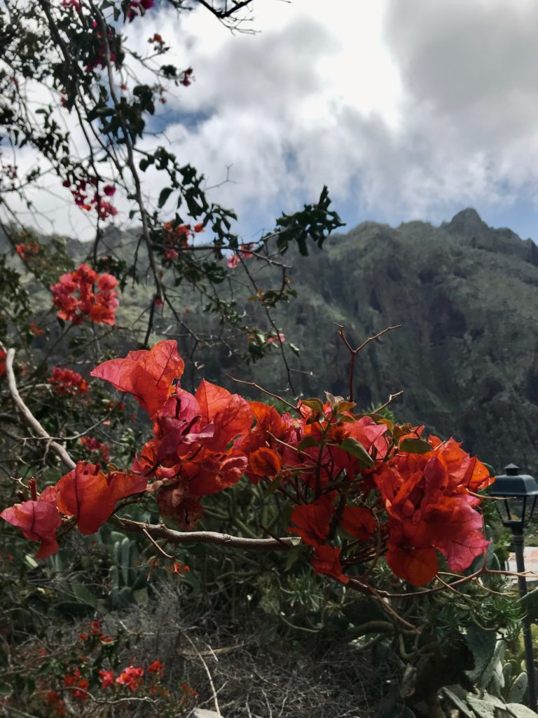 Stunning flowers in Masca, Tenerife. One of most beautiful towns in Tenerife. 