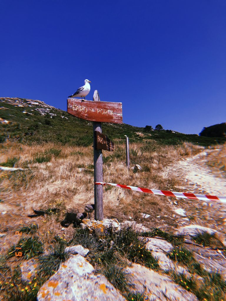 Seagulls run la islas cies and are fiends for human food. 