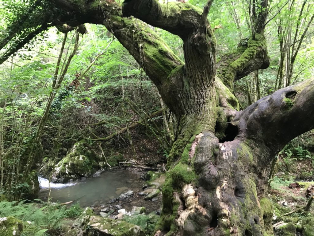 Ancient Trees line the Beyu Pen Route