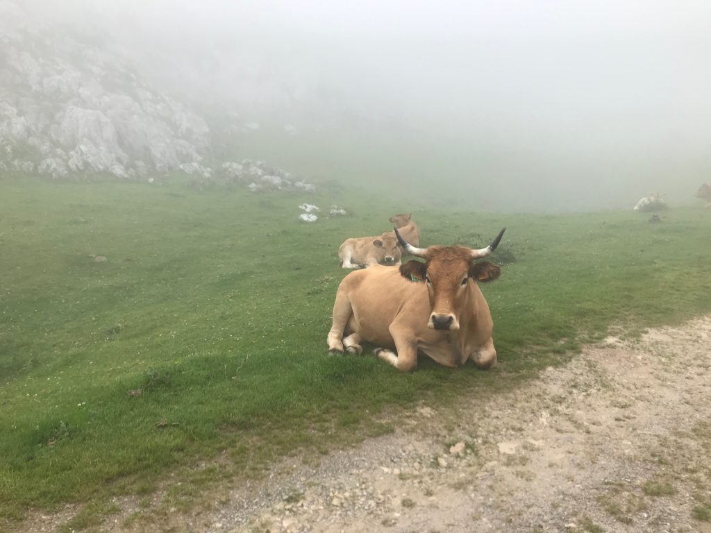 Fog and cows take over the lakes of covadonga Asturias