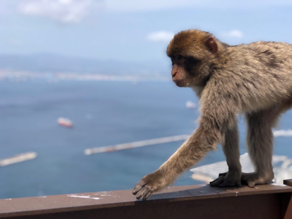 The Apes of Gibraltar have a front row seat to the stunning views. 