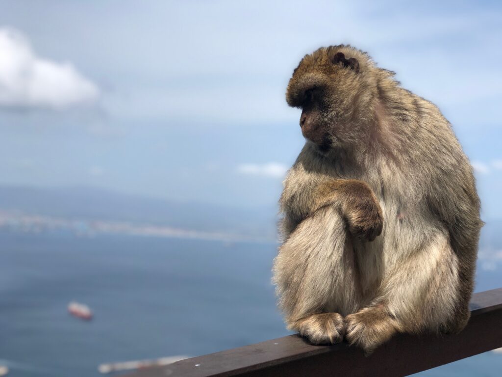 One of the famous Apes of Gibraltar overlooks the Straights from the top of the rock of Gibraltar. 