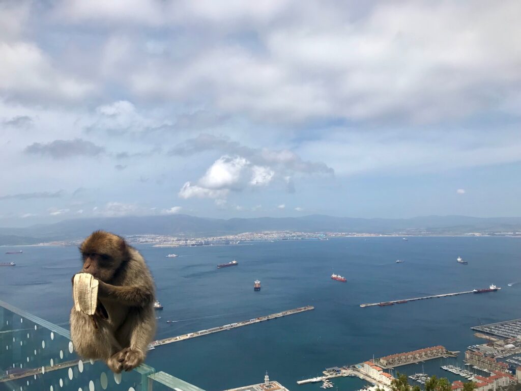 Ape eats banana over the Straights of Gibraltar. 